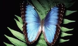 مستوحاة من فراشة.. تقنية ثورية لتشخيص السرطان